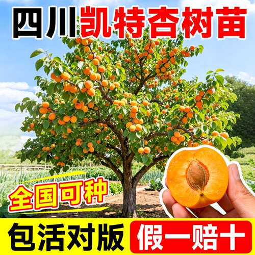 全网热销凯特甜杏树苗南北可种