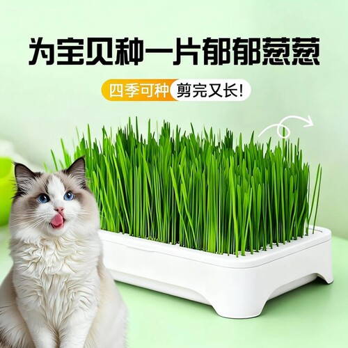 【热销推荐】懒人猫草种植化毛