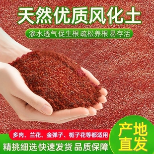 金弹子茶花多肉兰花雀舌黄杨天然酸性专用土风化土风化石颗粒土壤