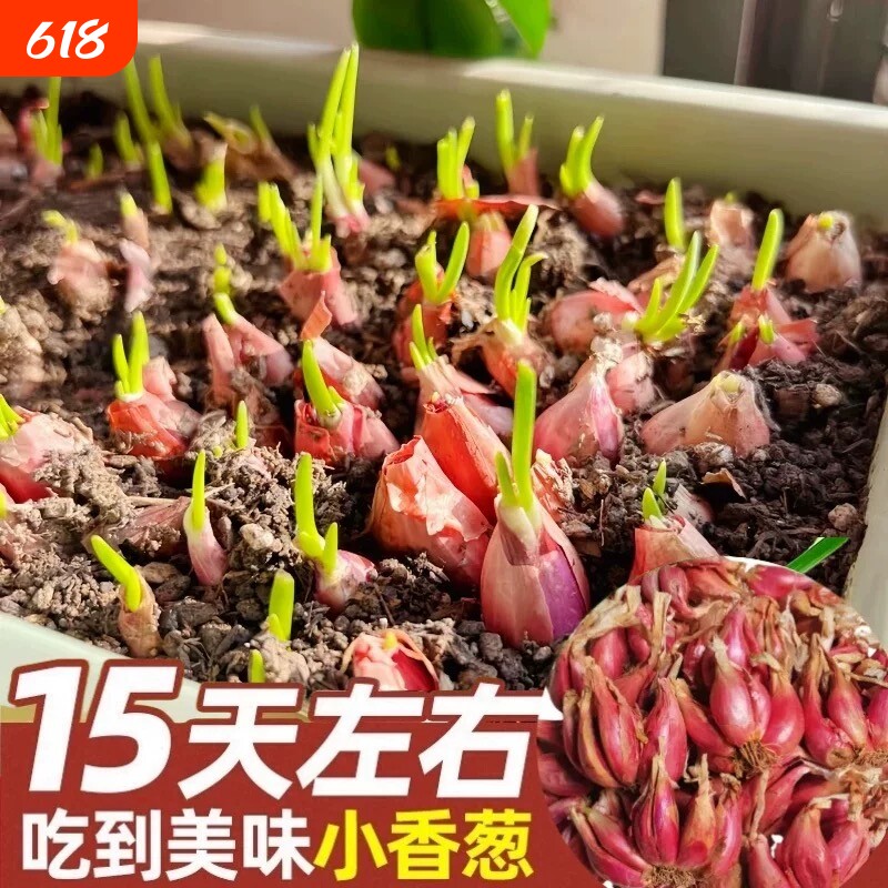 四季葱种小香葱种子阳台盆栽四川红葱头火葱小葱种植四季红葱苗