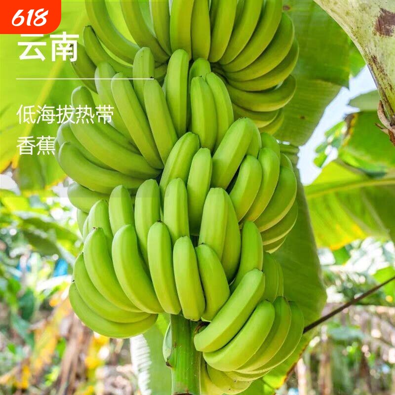 云南高山绿皮甜香蕉5斤新鲜水果威廉斯香蕉大芭蕉小米蕉整箱批发