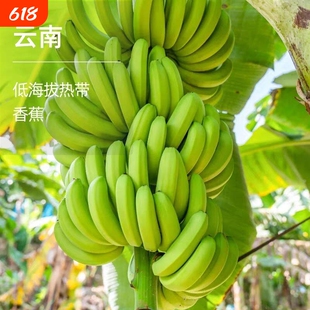 云南高山绿皮甜香蕉5斤新鲜水果威廉斯香蕉大芭蕉小米蕉整箱批发