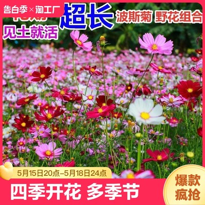 波斯菊花籽野花组合阳台花卉格桑花花种籽子四季播种开花季节重瓣