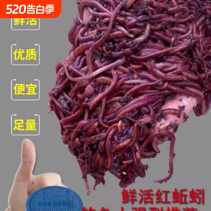 蚯蚓活饵活体鲜活钓鱼鱼饵红蚯蚓散装盒装黄鳝饵料黑蚯蚓红虫王军