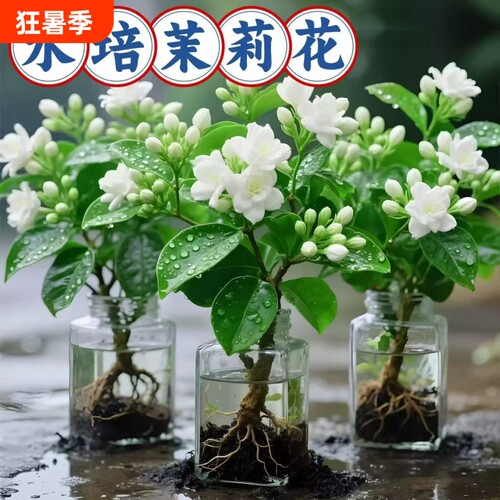 茉莉花盆栽带花苞水培植物驱蚊九里香栀子花卉绿植物室内四季开花