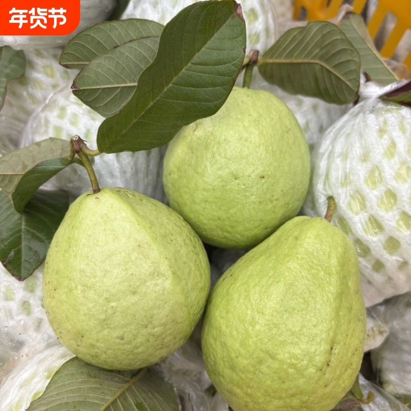 包邮番石榴福建漳州珍珠白心芭乐新鲜水果现摘石榴果园软糯热带,水产肉类/新鲜蔬果/熟食,番石榴/芭乐,淘宝优惠券,粉丝福利购,淘宝优惠卷