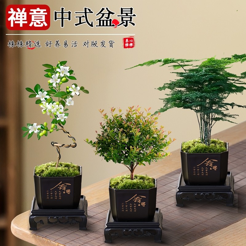 文竹九里香小叶赤楠禅意盆栽办公室桌面植物小盆景绿植花卉摆件