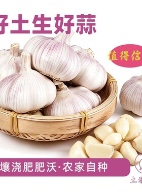 2026年新干蒜大蒜头山东紫白皮大蒜多瓣蒜农家种植可种可腌糖蒜
