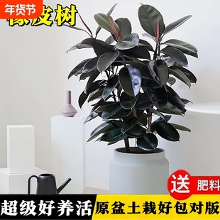 橡皮树黑金刚橡皮树客厅小苗盆栽真树室内好养净化空气绿植办公室