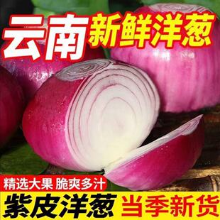 新鲜紫皮洋葱皮牙子缸子肉配菜红皮农家自种圆葱蔬菜当季脆甜食用