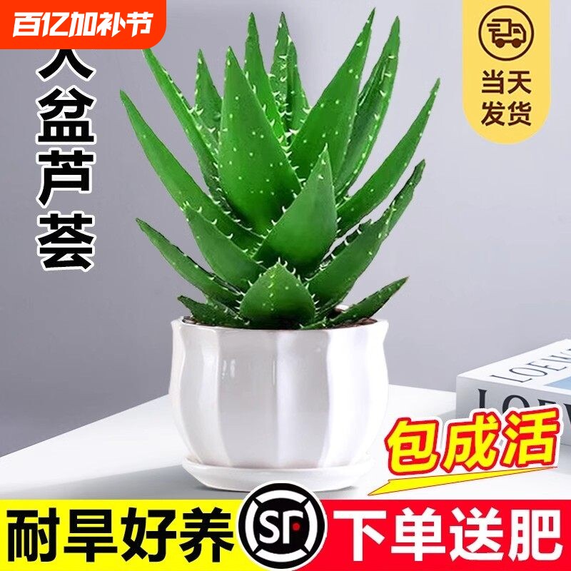 芦荟盆栽大盆室内可水培净化空气绿植办公仙人掌多肉植物四季好养
