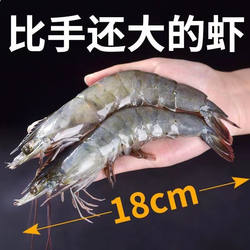 大虾鲜活冷冻海虾基围虾连云港特大青虾对虾鲜活速冻海鲜水产