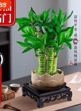 富贵竹植物客厅招财文昌竹盆栽盆景竹子室内绿植桌面小叶花盆陶瓷