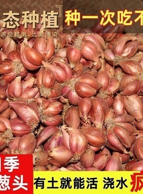 四川红葱头铁葱火葱自家种盆栽极速发货四季种植四季小香葱红头葱