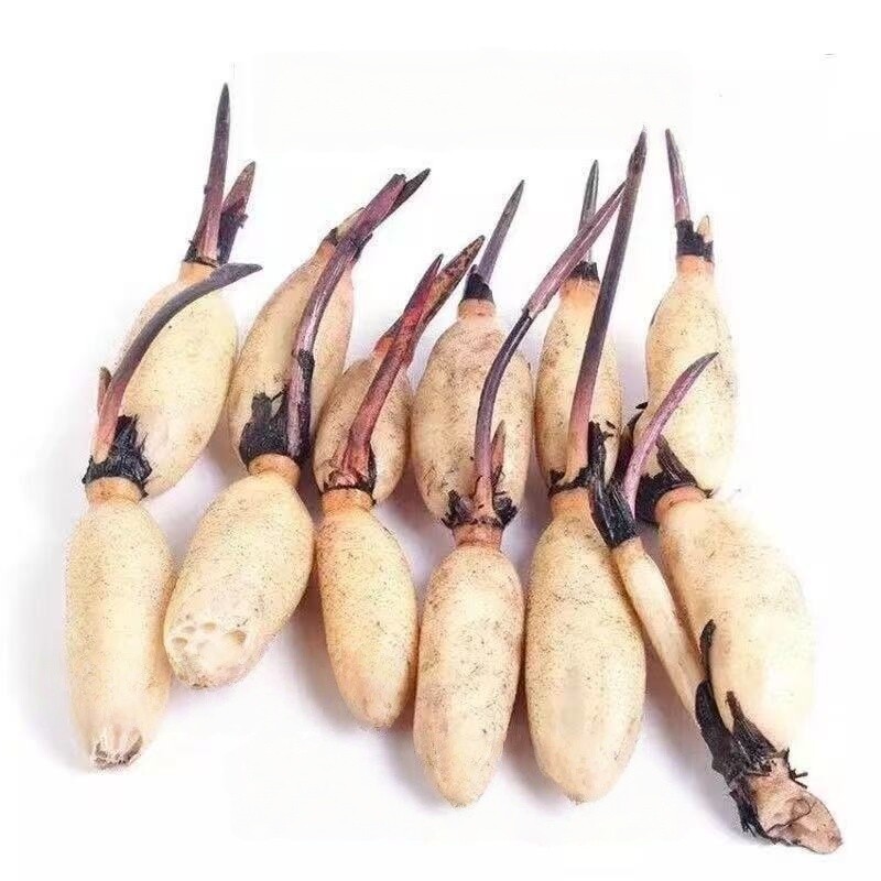 荷花盆栽莲花藕苗四季观赏荷花藕种水培植物池塘花卉睡莲莲藕苗种