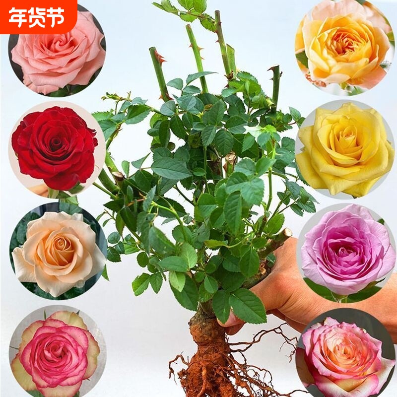 玫瑰花苗老桩花花卉绿盆栽月季蔷薇室内外阳台四季玫瑰苗种植庭院