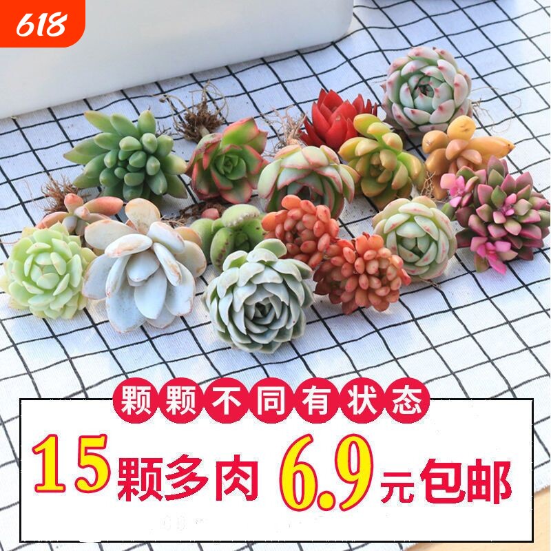 优选多肉植物花卉组合盆栽送盆送土室内外绿植新手套餐大颗好养活