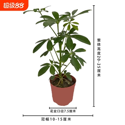 鸭脚木七叶莲八方来财盆景室内绿植四季常青盆栽客厅办公桌卫生间