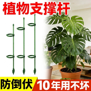 园艺支撑杆花架固定器龟背竹老桩花支架固定花植物防倒伏水培室内