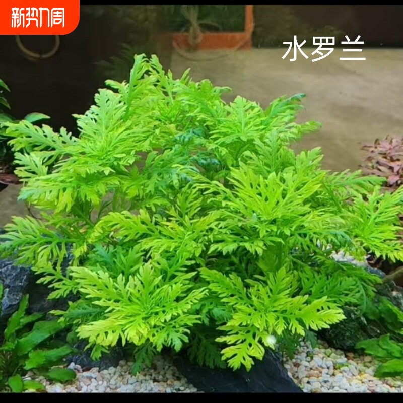 水罗兰坨草鱼缸造景专用阴性淡水增氧净水后景水草植物宝塔沉底