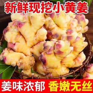 正宗贵州新鲜小黄姜生姜干老姜嫩姜土姜子姜现挖高山沙姜包邮