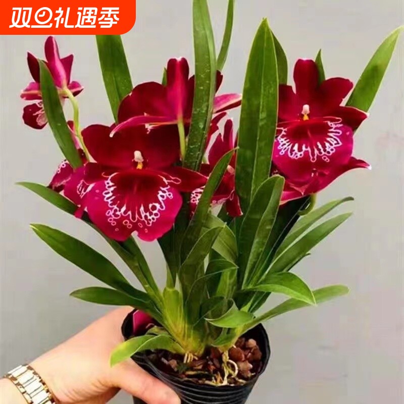 超低价中国红文心兰开花特香室内盆栽花卉绿植客厅花期