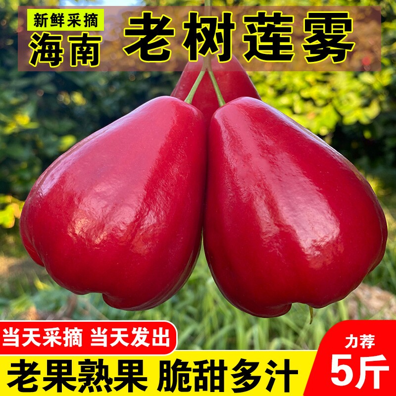海南黑珍珠莲雾大果当季新鲜水果黑钻石红莲雾果热带三亚特产