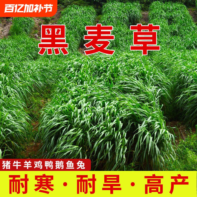 黑麦草种籽子种四季多年生耐寒牧草种子养殖草种鸡鸭鱼草兔子高产