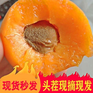 大黄杏红杏甜杏整箱5斤 山西金太阳大黄杏子新鲜孕妇水果当季