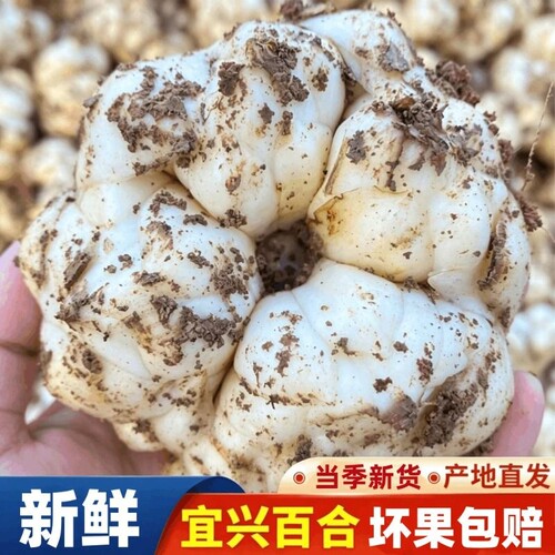 宜兴特产新鲜食用大百合无硫