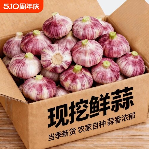 现挖现发特价2026新蒜杞县紫白皮大蒜头红香蒜多瓣蒜泡蒜湿蒜鲜蒜