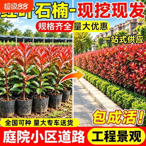 红叶石楠树苗小苗篱笆四季常青易活庭院造景工程绿化绿篱苗木植物