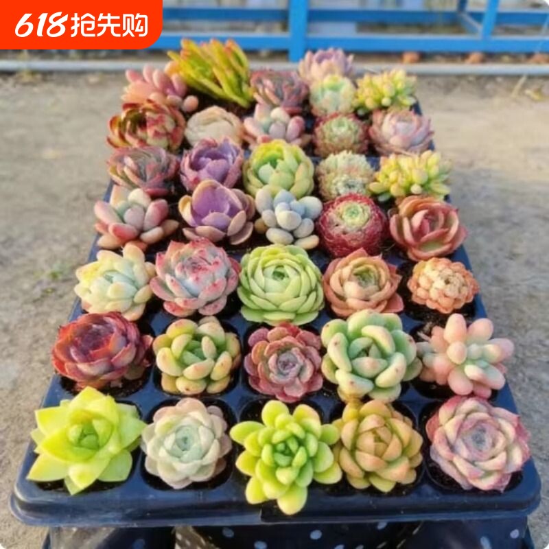 多肉植物套餐组合盆栽2-4厘米绿植花卉盲盒大颗好养室内精品肉肉