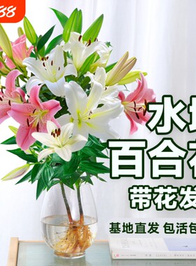 香水百合带花苞盆栽|千人加购