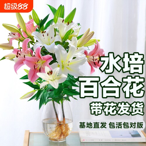 香水百合带花苞盆栽|千人加购