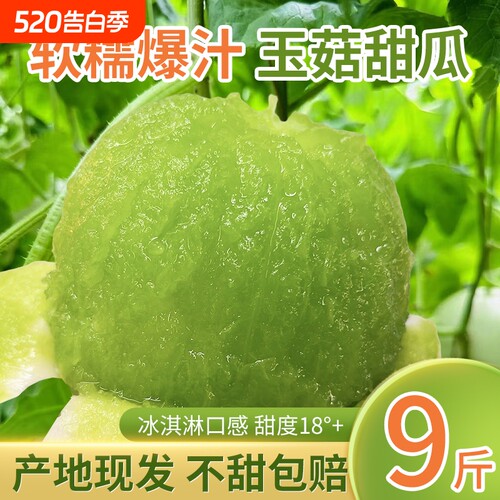 玉菇甜瓜当季头茬现摘香甜爆汁