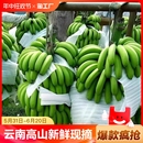 焦绿皮水果自然熟高山绿色 正宗云南高山香蕉新鲜现摘banana当季