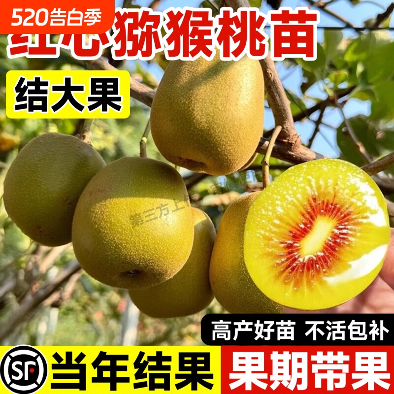 猕猴桃树果苗奇异果红心徐香黄心猕猴桃苗当年结果公母同株果树苗