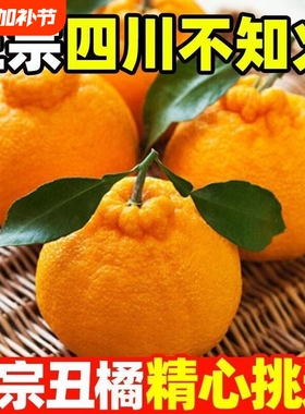 四川不知火丑橘耙耙柑新鲜水果粑粑柑现摘发当季水果鲜果酸甜可口