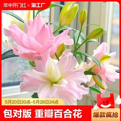 重瓣香水百合花种球进口四季播种开花易活花卉植物盆栽阳台种植