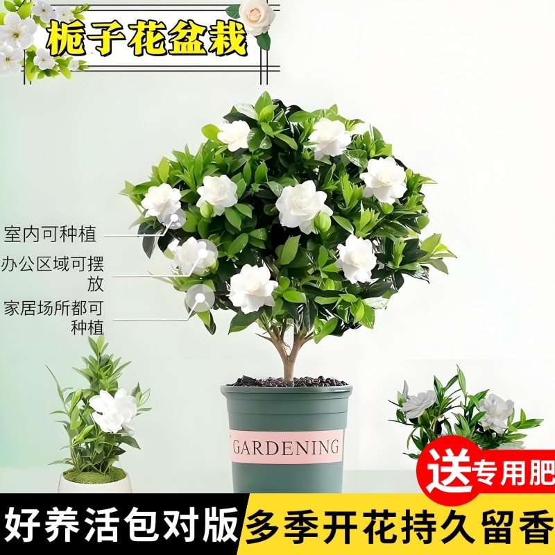 栀子花盆栽树苗带花苞花卉水培大叶室内好养活室外带盆种植开花