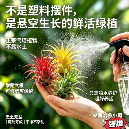 空气凤梨小精灵趣味盆栽