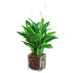 白掌风顺盆栽水培植物红掌花卉室内客厅好养绿植四季开花办公桌