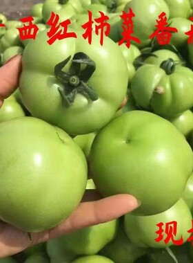 青番茄绿色西红柿新鲜大番茄生未成熟青番茄炒菜青西红柿时令蔬菜