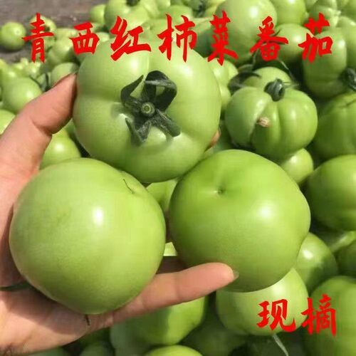 炒菜青番茄绿色西红柿新鲜大番茄