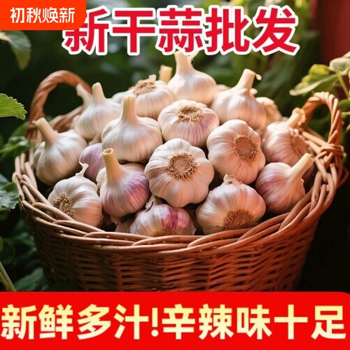 批发价山东金乡大蒜头干蒜5斤新鲜紫白皮蒜头农家自种批发种植