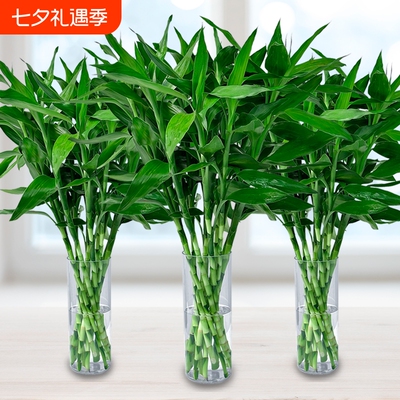 富贵竹水培植物客厅招财绿植