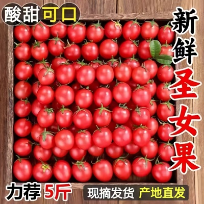 正宗圣女果小番茄新鲜