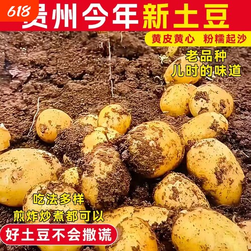 新鲜现挖黄心黄皮土豆