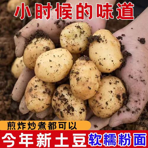 恩施小土豆现挖新鲜黄心